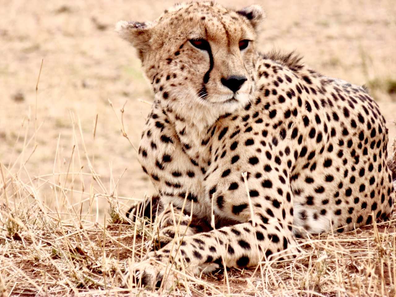 坦桑超:喷泉门VS坦桑尼亚监狱的简单介绍 第1张 坦桑超:喷泉门VS坦桑尼亚监狱的简单介绍 第1张